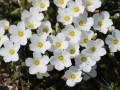 A beleza da flora do Montemuro, nas imediações do Talegre. Maio de 2019.