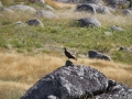 Águia-d´asa-redonda vigiando o território. Montemuro. Setembro 2019.