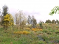tabua18