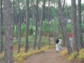 viseu36